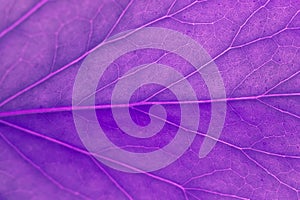 Purple leaf as natural background