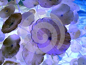 Purple leaf and beautiful stone