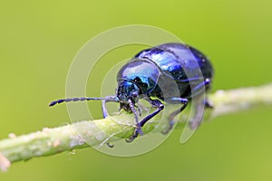 Purple leaf beetle