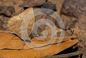 A purple leaf blue butterfly