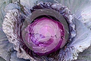 Purple leaf Cabbage Vegetable