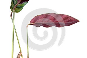 Purple leaf of Calathea lancifolia or Rattlesnake Plant isolated on white background