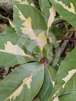 Purple leaf is an erect shrub photo