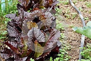 purple leaf lettuce from the agroecological garden photo