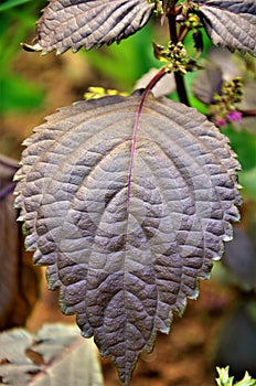 The purple leaf of Perilla frutescens photo
