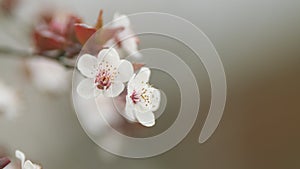 Purple Leaf Plum In Bloom. Blooming Purple Leaf Plum In The Wild.