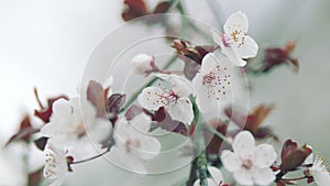 Purple Leaf Plum Blossoms In Spring. Blooming Purple-Leaf Plum.