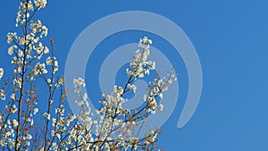 Purple Leaf Plum Flower In Sunlight. Sign Of Spring Coming. Still.