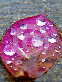 Purple leaf in rainwater with raindrops, angled view