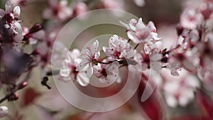 Purple leaf sand cherry