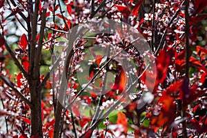 Purple leaf sand cherry blossoms background