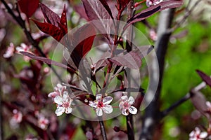 Purple leaf sand cherry blossoms background