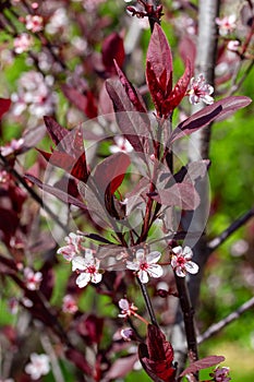 Purple leaf sand cherry blossoms background