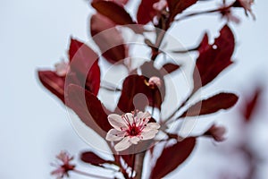 Purple leaf sand cherry blossoms background