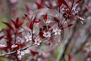 Purple leaf sand cherry bush flowers