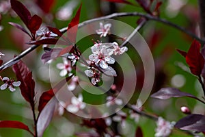 Purple leaf sand cherry bush flowers