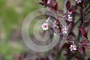 Purple leaf sand cherry bush flowers