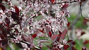 Purple Leaf Sand Cherry Close-Up