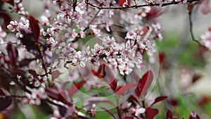 Purple Leaf Sand Cherry Upclose