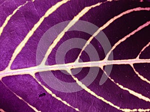 Purple leaf texture background. Wallpaper for design, closeup view