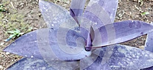 purple leaf from trophical country photo