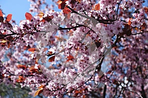 Purple leafed plum tree in full bloom