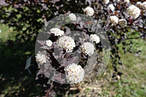 Purple-leaved cultivar of Physocarpus opulifolius in bloom