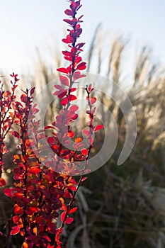 Purple Leaves On Bush Of Thunberg's Barberry, Berberis Thunbergii, The Japanese Barberry, Or Red Barberry illuminated by soft