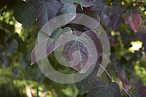 Purple leaves of Cercis canadensis tree