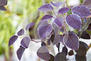 Purple leaves contrasting with the green backdrop.