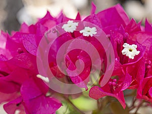 Purple leaves flowers. Tropical exotic.