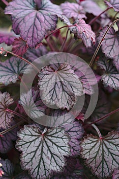 Purple leaves of Heuchere Heuchera