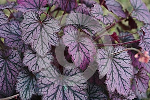 Purple leaves of Heuchere Heuchera
