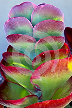 Purple leaves of paddle plant, flapjacks, desert cabbage, Kalanchoe thyrsiflora