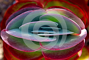 Purple leaves of paddle plant, flapjacks, desert cabbage, Kalanchoe thyrsiflora