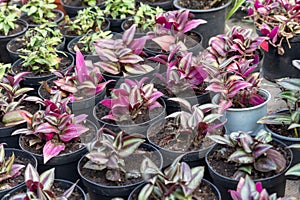 Purple leaves of tradescantia zebrina growth in flower pot.