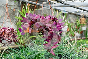 Purple leaves of tradescantia zebrina growth in flower pot.
