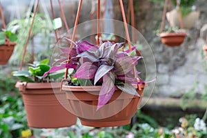 Purple leaves of tradescantia zebrina growth in flower pot.