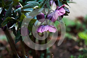 Purple Lenten Rose