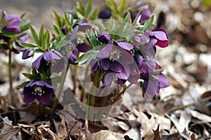 Purple Lenten rose in the woods