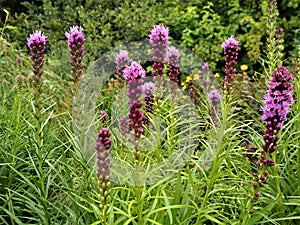 Purple Liatris spicata gayfeather flowers photo