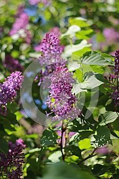 Purple lilac