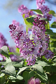 Purple lilac