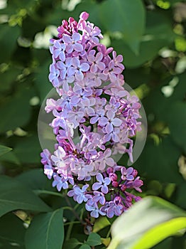 Purple lilac