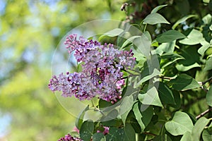 Purple lilac