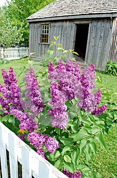 Purple Lilac