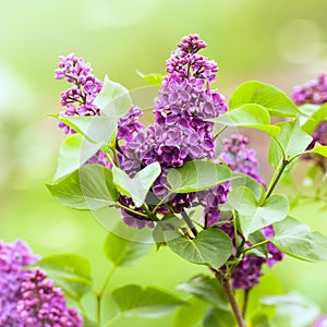 Purple Lilac