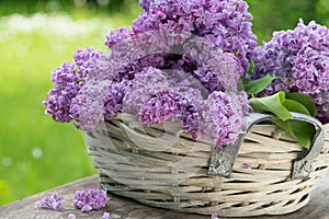 Purple lilac