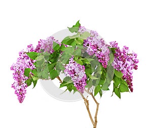 Purple lilac blooming branch