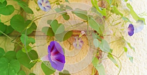 Purple-lilac blooming flower of Ipomoea,in focus,at home on balcony,curling on wooden frame.Blurry background with blue,pink